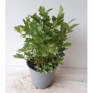 Levisticum officinale