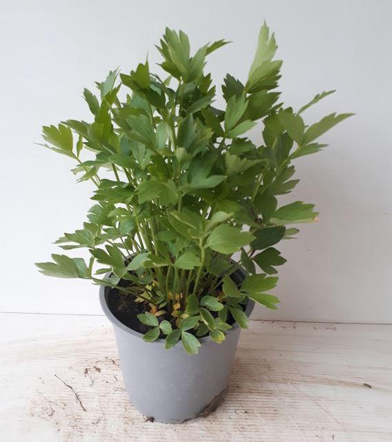 <h4>Levisticum officinale</h4>