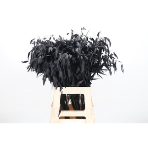 Chasmantium Kl Bh Black