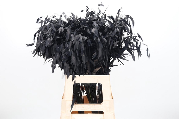 <h4>Chasmantium Kl Bh Black</h4>