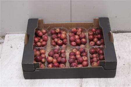 <h4>F-malus Ov Rood</h4>