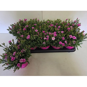 Dianthus Pink Kisses