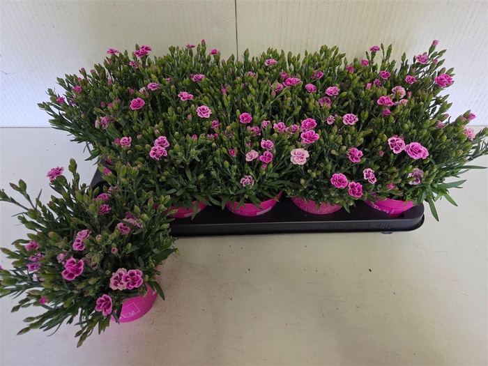 <h4>Dianthus Pink Kisses</h4>