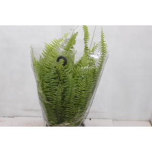 SAMAMBAIA AMERICANA C21