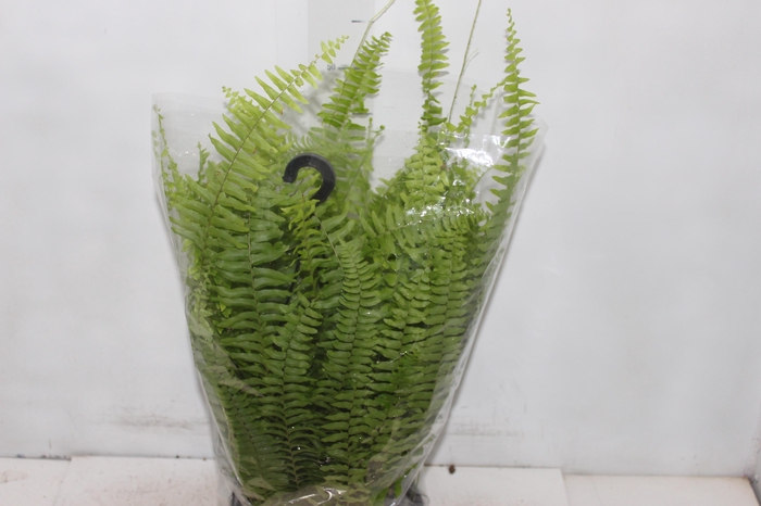 <h4>SAMAMBAIA AMERICANA C21</h4>