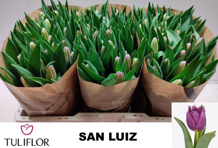 <h4>TU FR SAN LUIZ</h4>