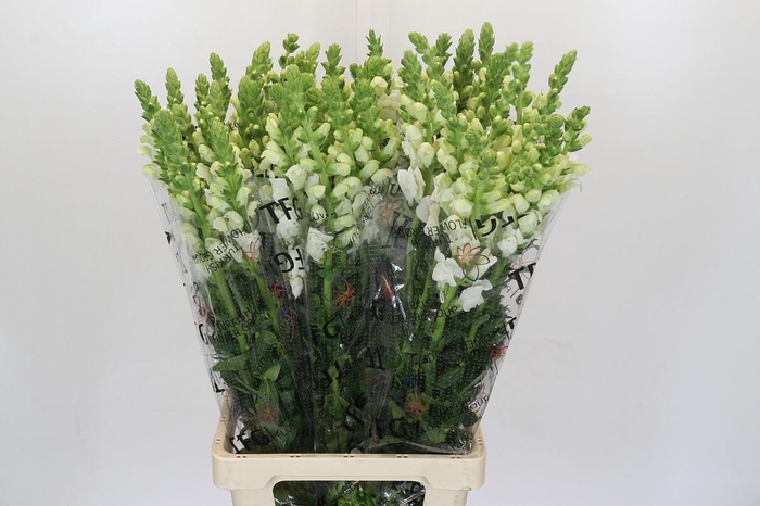 <h4>Antirrhinum Potomac White</h4>