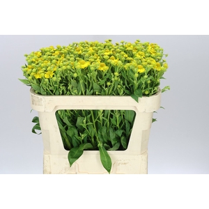Helenium Kanaria