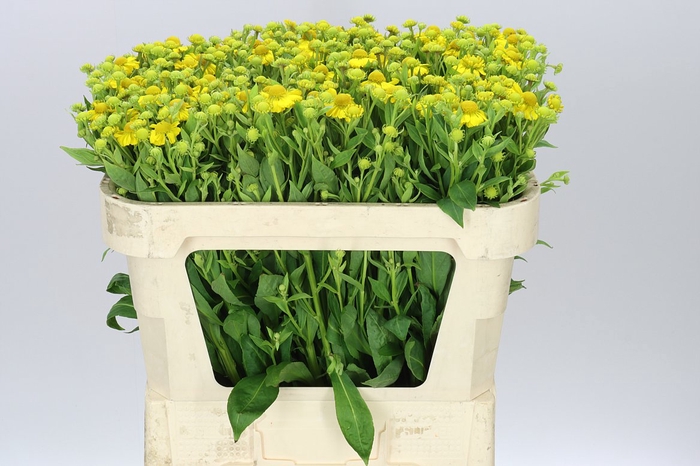 <h4>Helenium Kanaria</h4>
