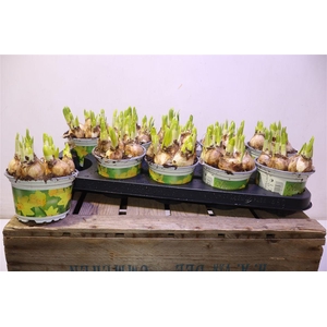 arr8 Narc O Tete A Tete