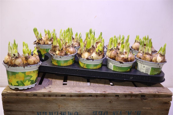 <h4>arr8 Narc O Tete A Tete</h4>