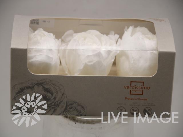 Preserved paeonia white