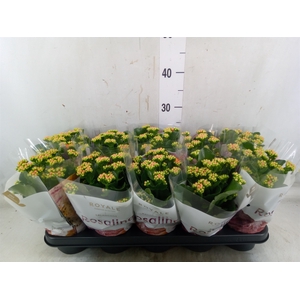Kalanchoe blos. 'RosDon Pedro'