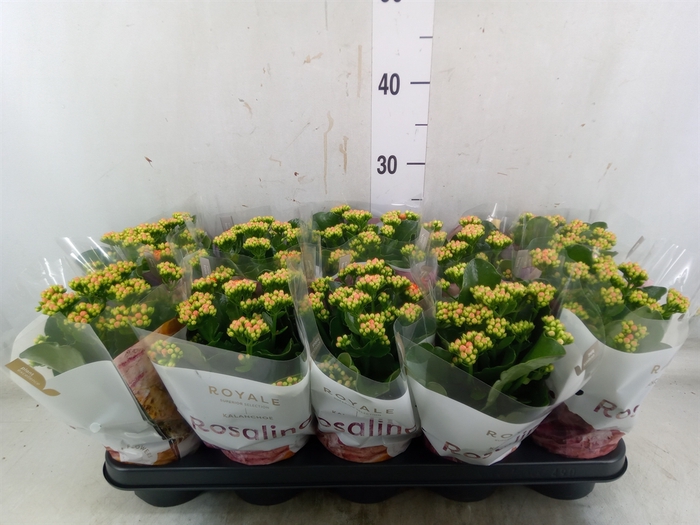 <h4>Kalanchoe blos. 'RosDon Pedro'</h4>