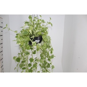 PEPEROMIA SCANDENS C21 MIN 100 CM PENDENTE