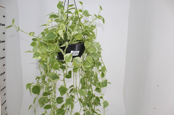<h4>PEPEROMIA SCANDENS C21 MIN 100 CM PENDENTE</h4>
