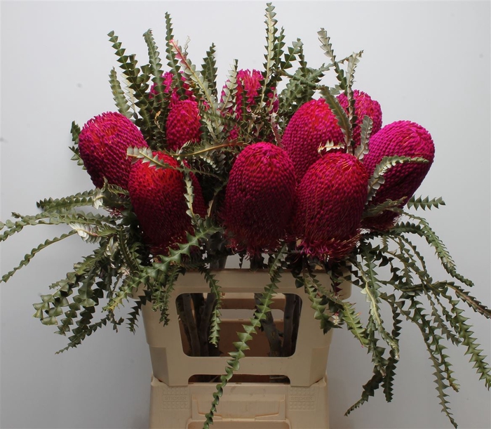 <h4>Banksia Speciosa Cerise</h4>