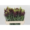 Fritillaria Persica