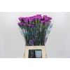 Dianthus St Florigene Moonlite