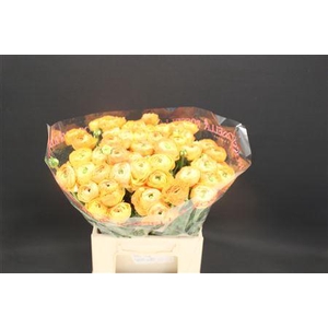 Cloni Extra Zalm 750