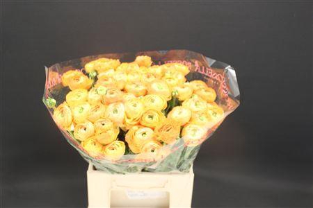 <h4>Cloni Extra Zalm 750</h4>