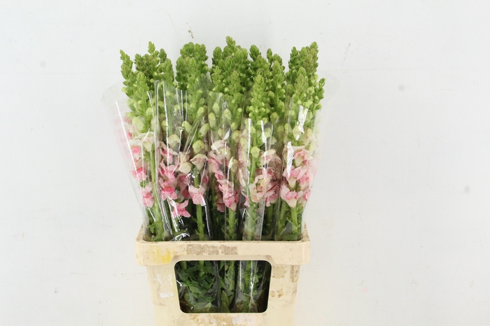 <h4>ANTIR POTOMAC APPLE BLOSSEM</h4>