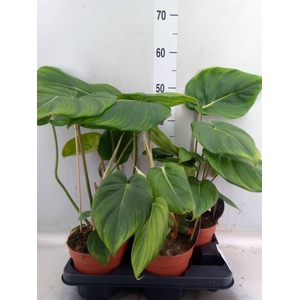 Philodendron   ...