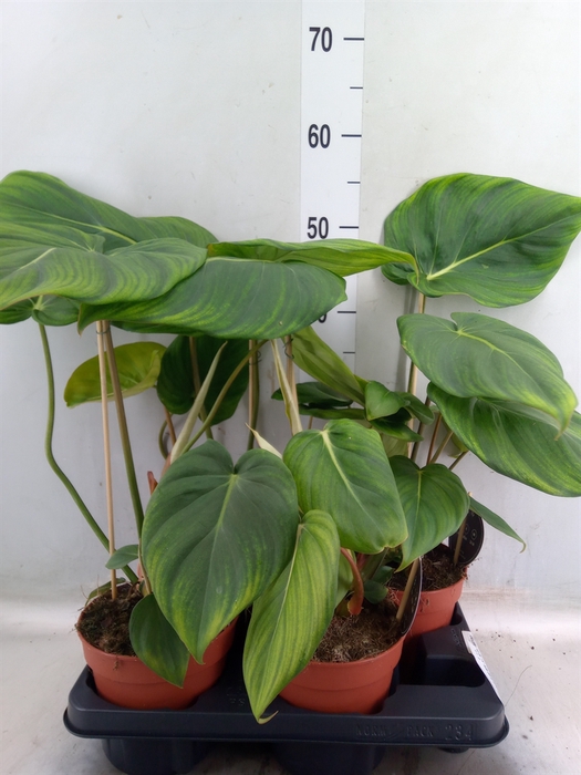 <h4>Philodendron   ...</h4>