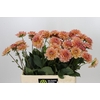 Dahlia Yelno Harmony