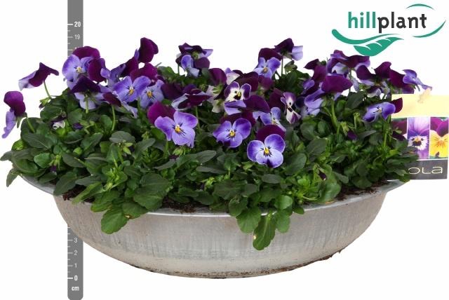 <h4>VIO CO EM DENIM JUP</h4>