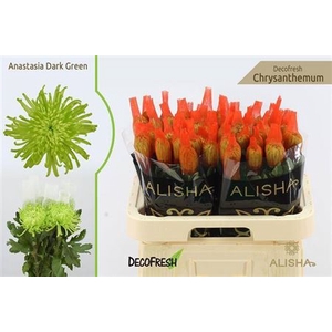 Chr G Anast D Green