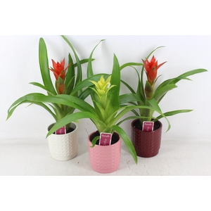 arr3 ZS - Ker. bubble mix guzmania