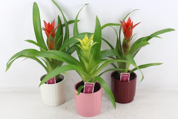 <h4>arr3 ZS - Ker. bubble mix guzmania</h4>