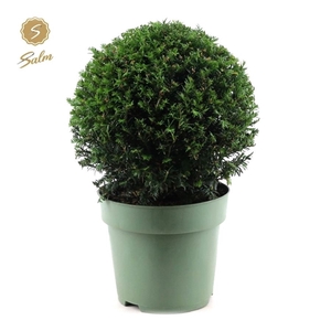 Taxus Collection Ball Ø32cm P24