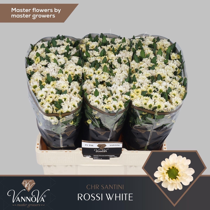 <h4>CHR SAN ROSSI WHITE CHR S ROSSI WHI</h4>