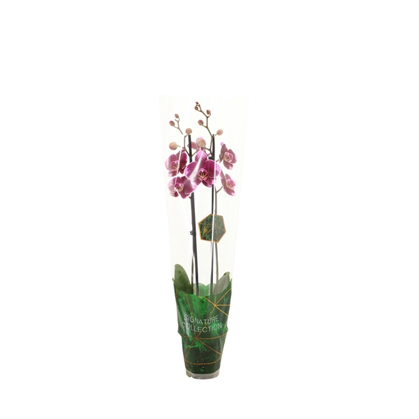 <h4>Signature Phal Faction 2T16+</h4>