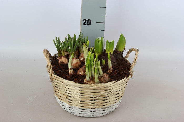 <h4>ARR BOL KNOLGEWAS</h4>