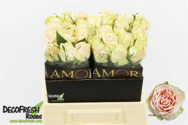 <h4>R GR WEDDING ROSE</h4>