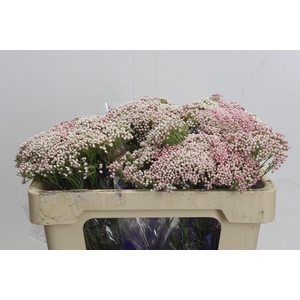 Ozothamnus Cooks Tall Pink