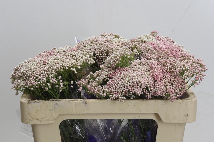 Ozothamnus Cooks Pink