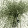 Carex 'Frosted Curls'