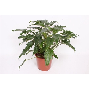 Philodendron xanadu