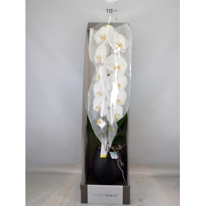 Phalaenopsis   ...white