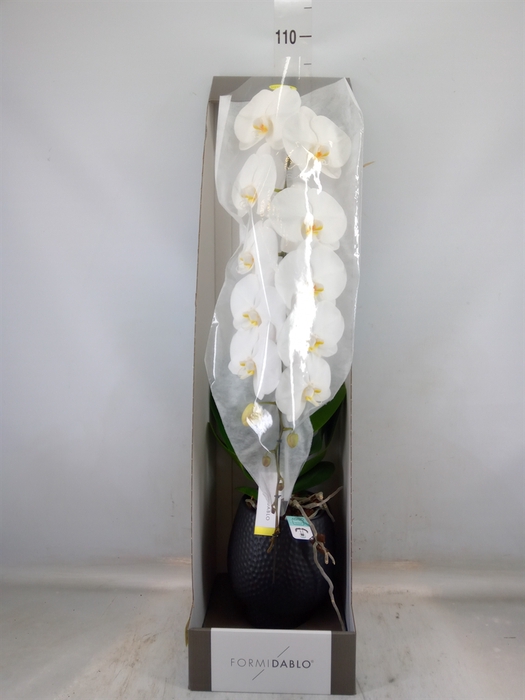 <h4>Phalaenopsis   ...white</h4>