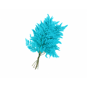 Dried Bleached Leatherleaf Blue