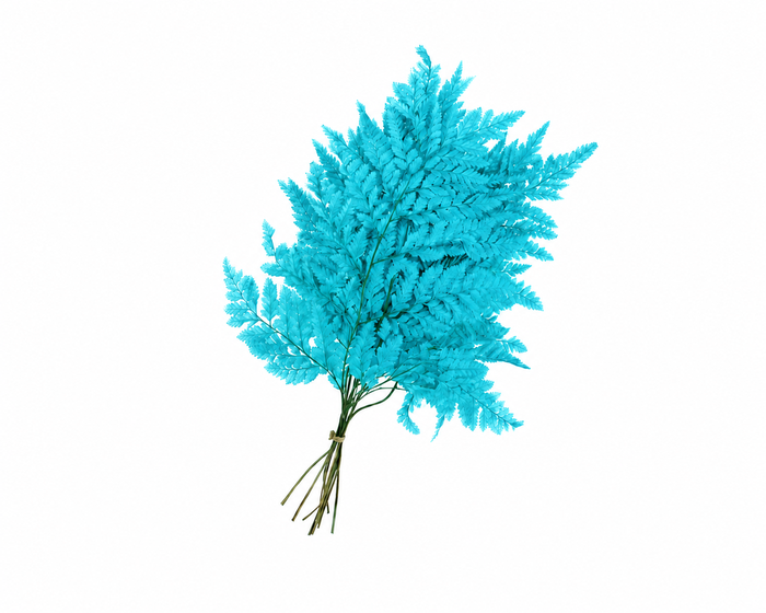 <h4>Dried Bleached Leatherleaf Blue</h4>