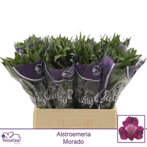 Alstroemeria Morado | Quality 60