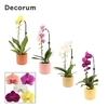 Phalaenopsis cascade 1 tak mix in Kaya (Sympathetic moods-collec