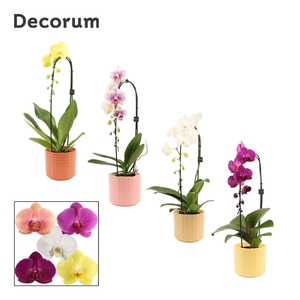 Phalaenopsis cascade 1 tak mix in Kaya (Sympathetic moods-collec