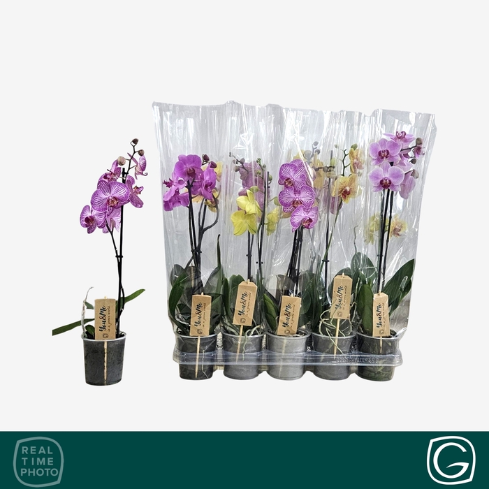 <h4>PHAL GEM 4 KL</h4>